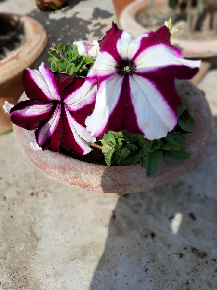 Petunia deep pink