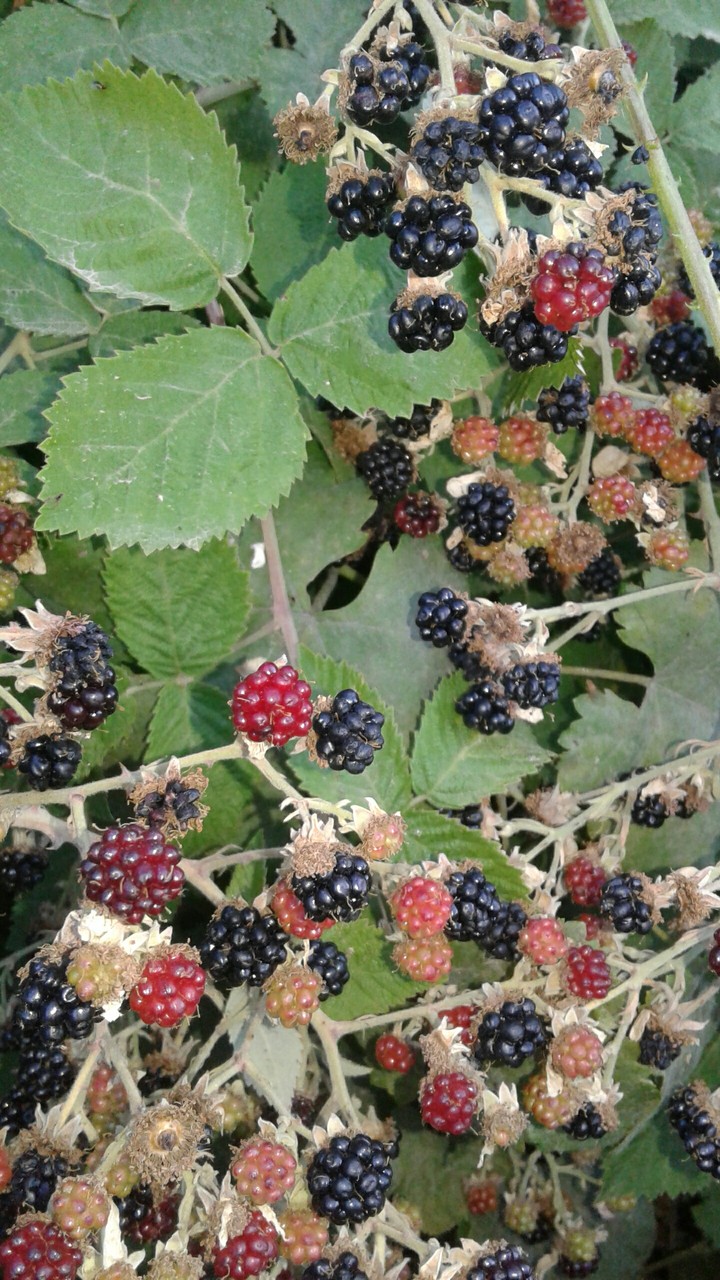 drîmok (blackberry)