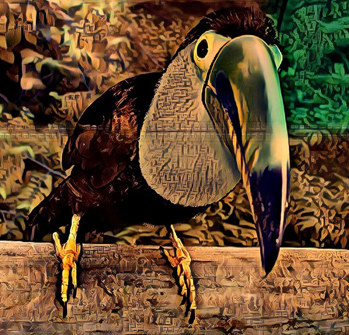 Toucan