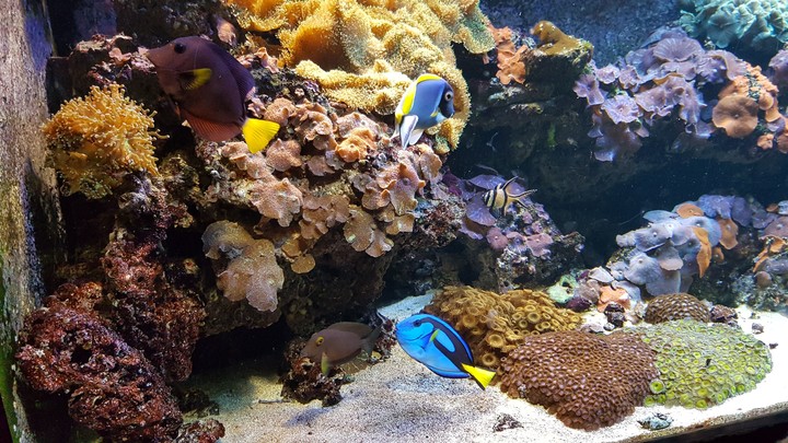 aquarium