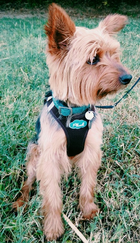 Titou