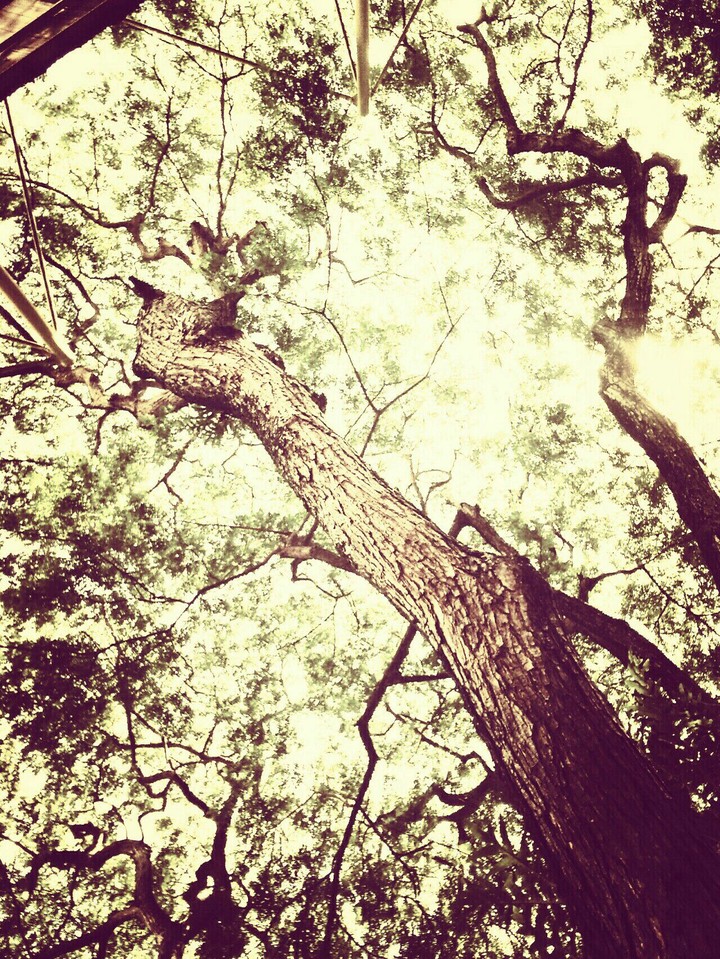 TREESSS...