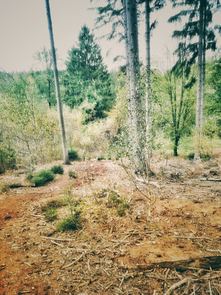 Wald