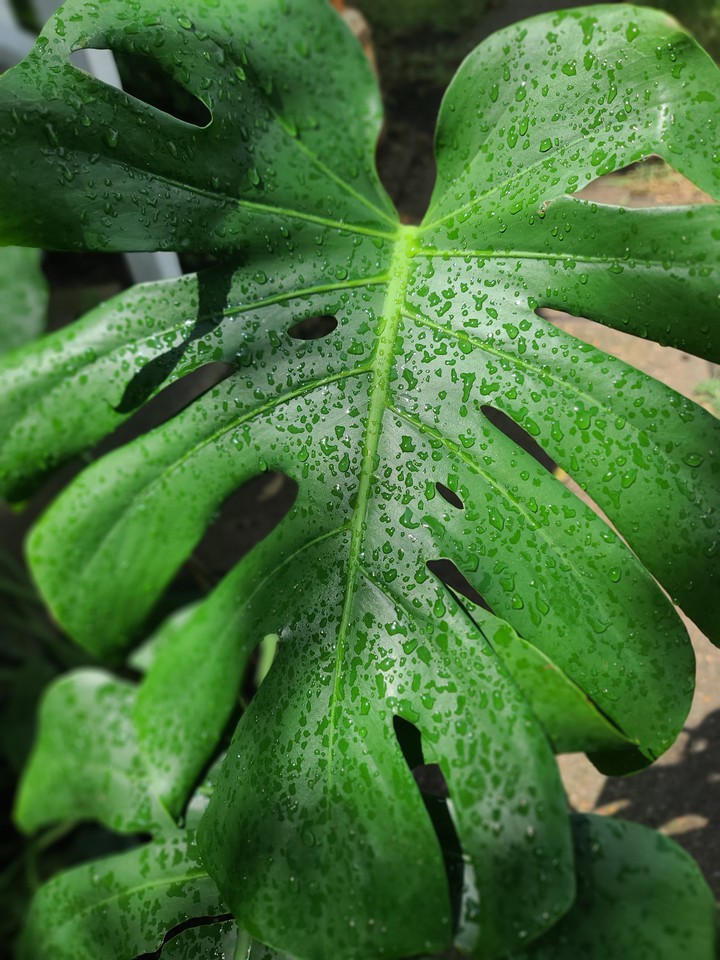 after the rain