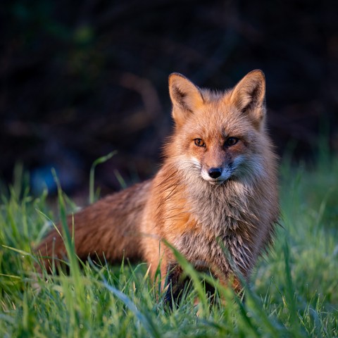 ταπετσαρίες fur, carnivores