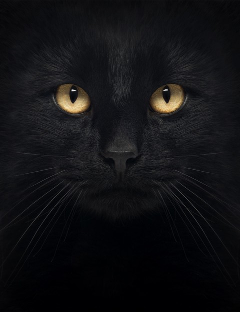 Черный кот