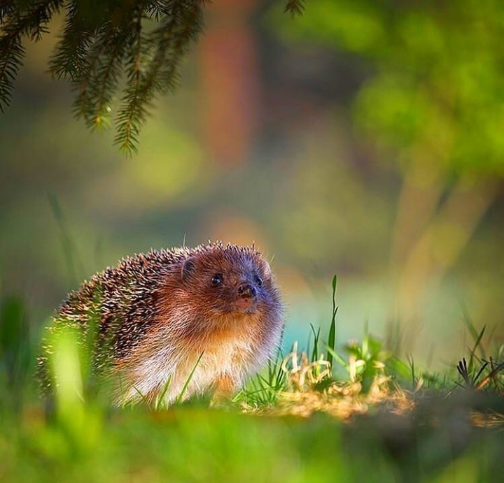 hedgehog