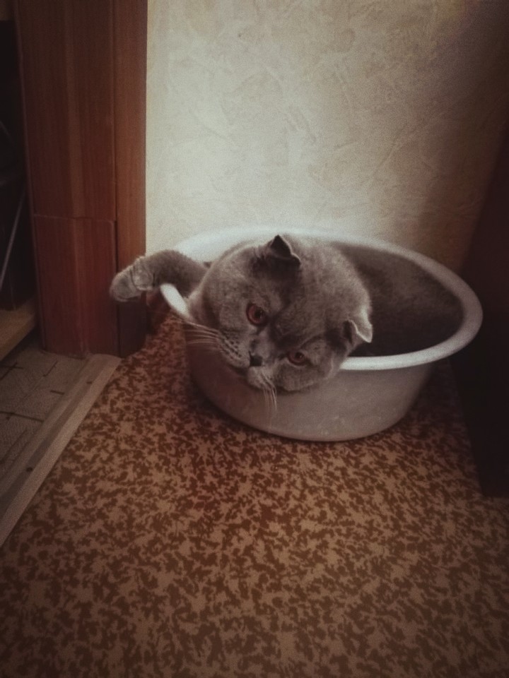 мой пупсик