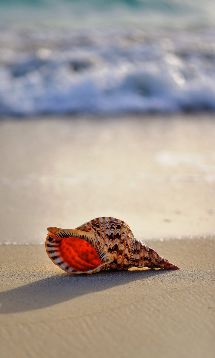 seashell