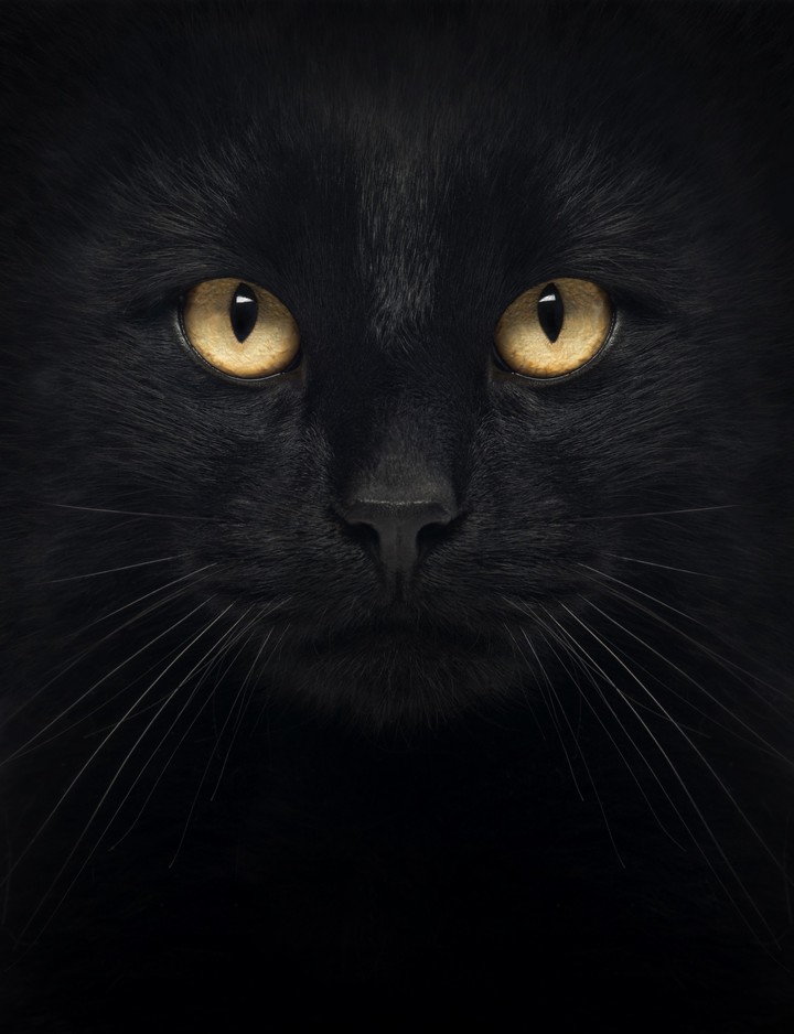Черный кот
