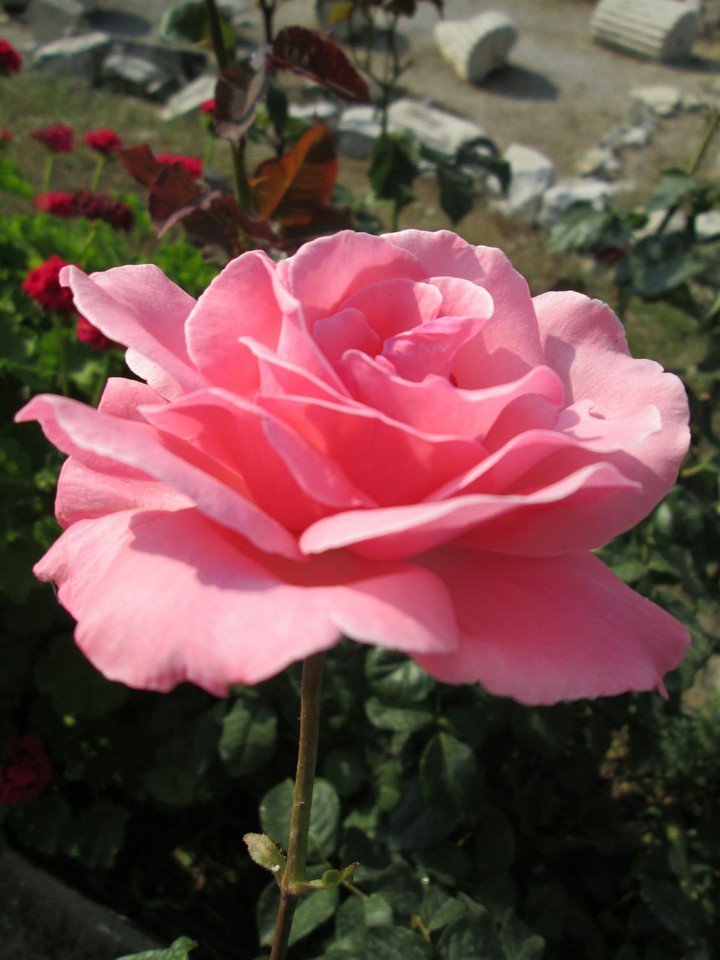 Galikarnassky Rose