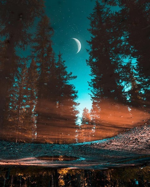 forest