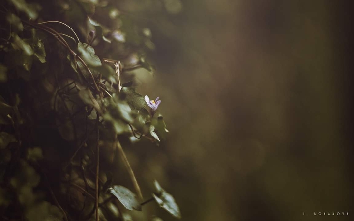 A flower