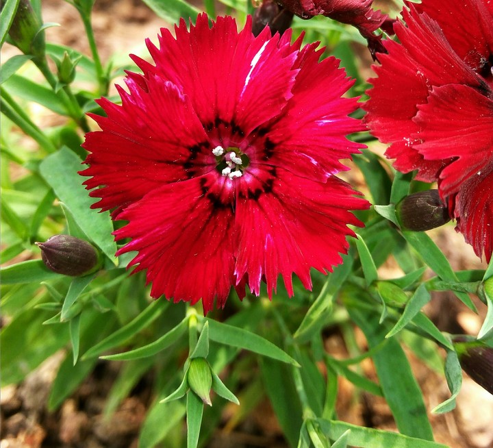 flower
