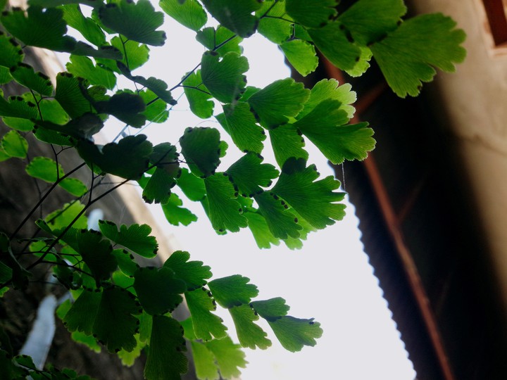 leaf