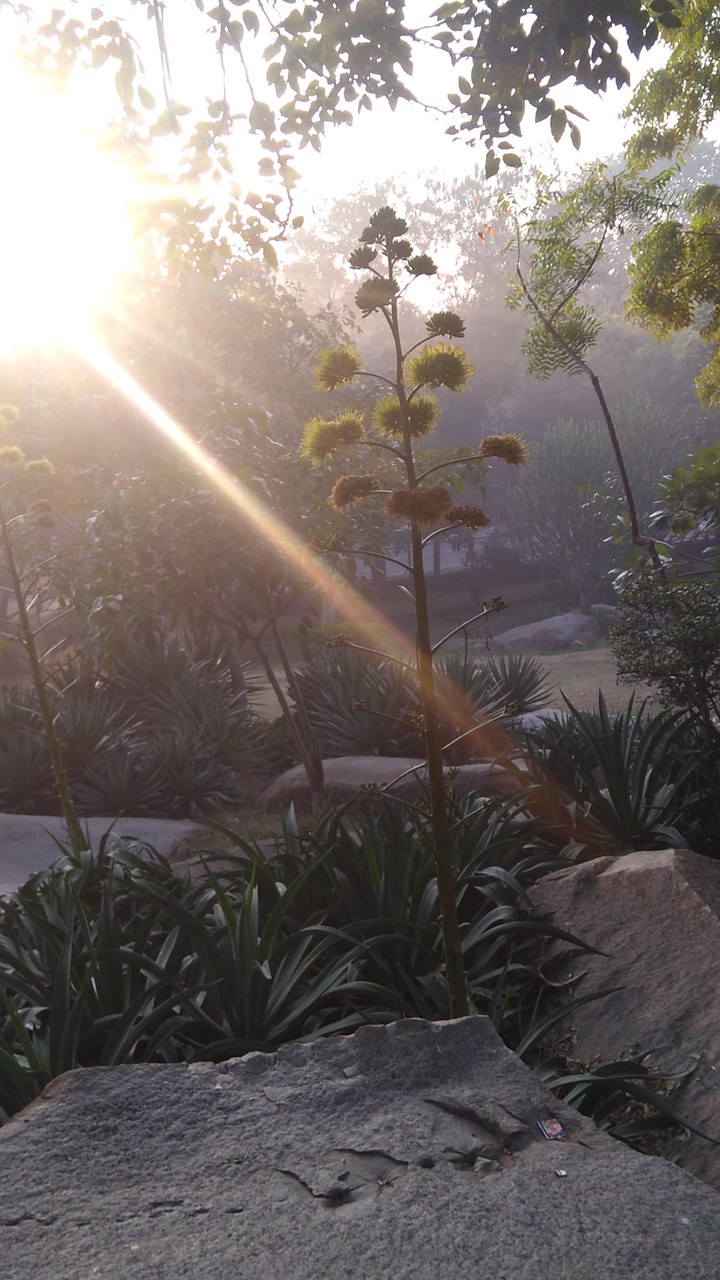 sk_sunlight
