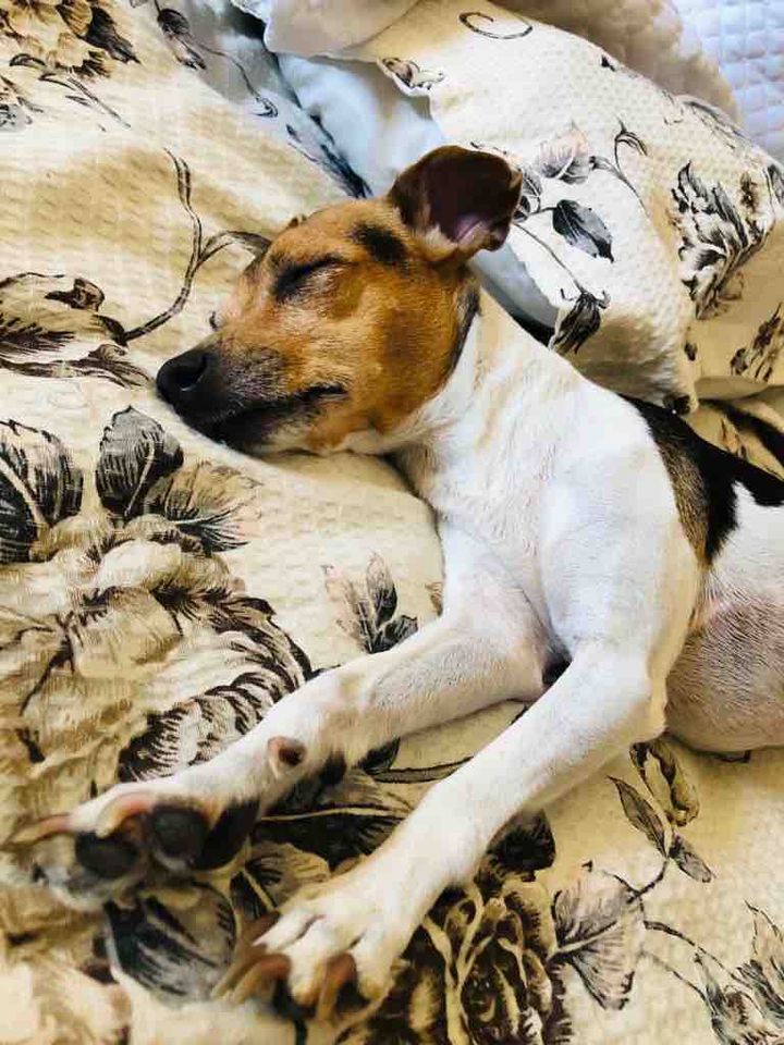 dog sleep