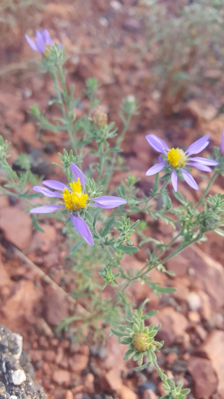 Desert Flowers