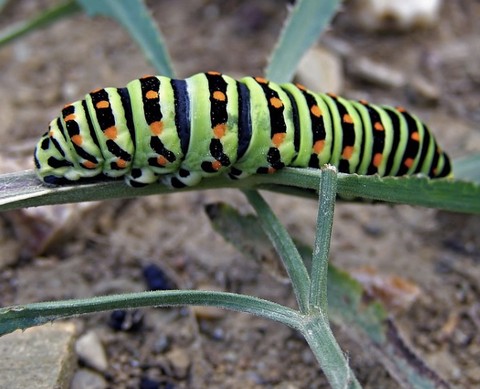 arthropod, 蝴蝶壁纸