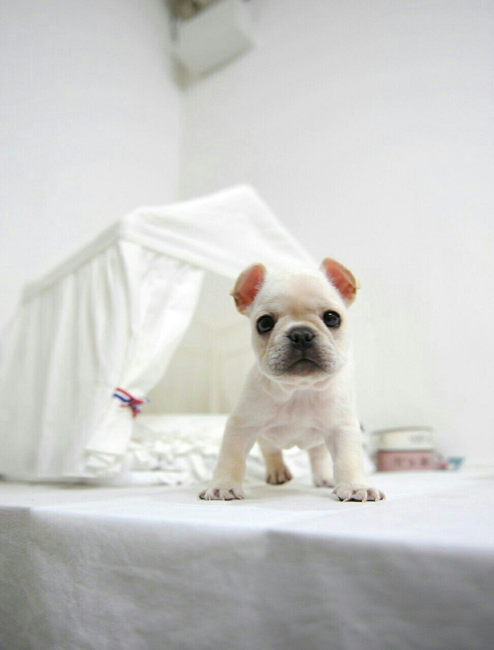 cute bulldog