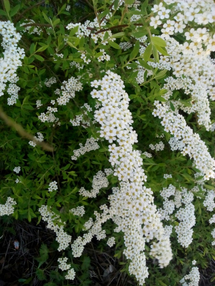 Natur