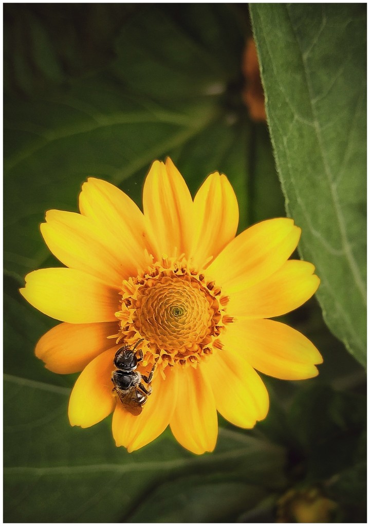 bee n flower