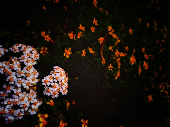 flowers