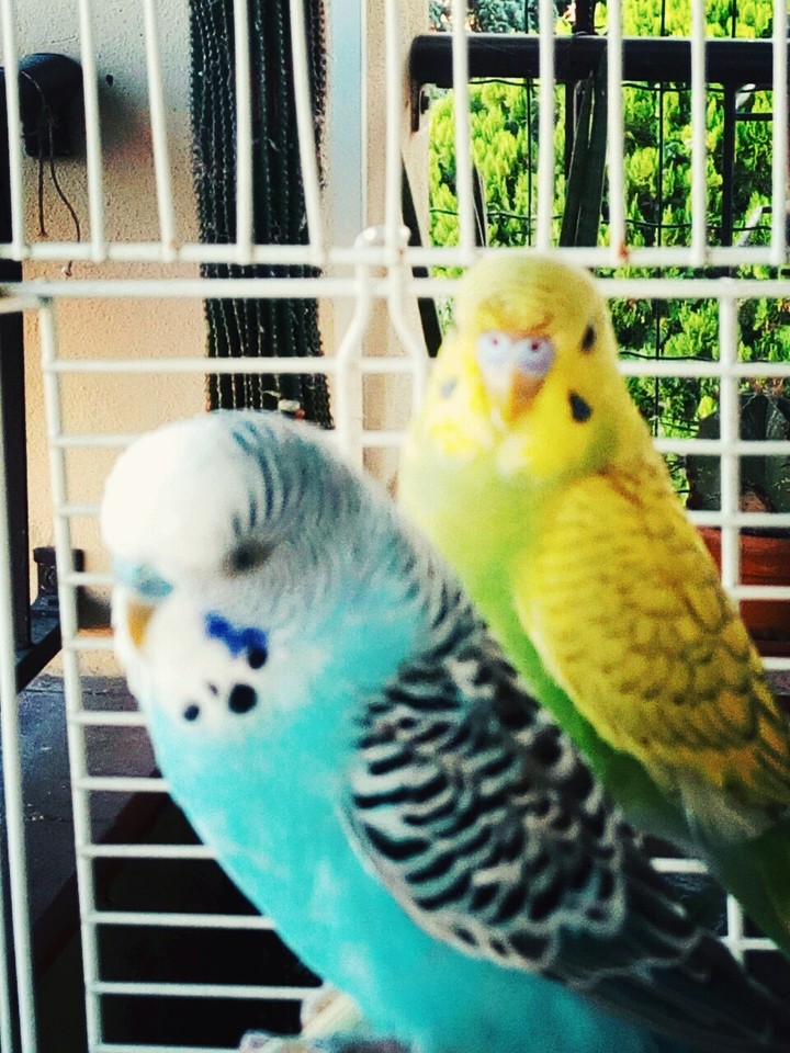 gli uccellini