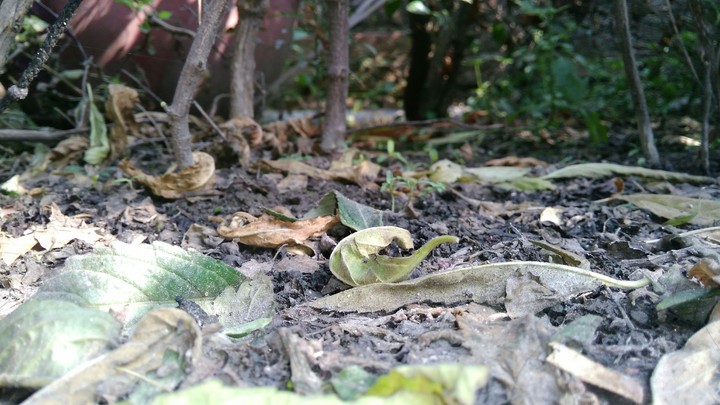 Dead leaves!