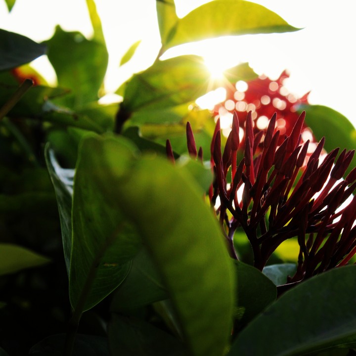 flowerbuds