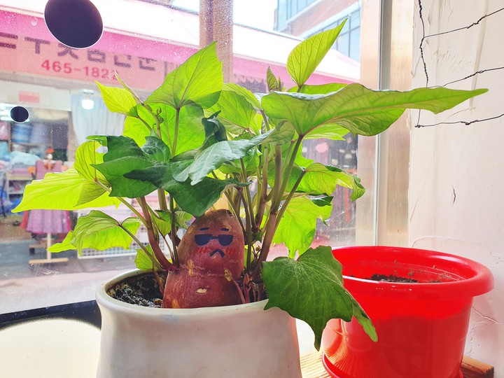 고구마