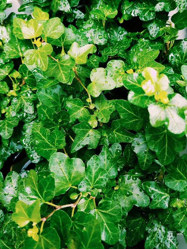 greenflo