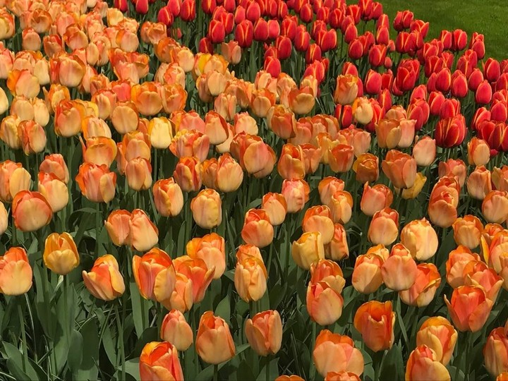tulipas