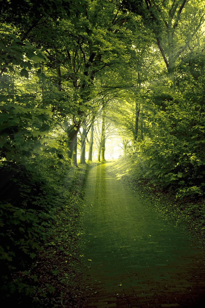 Into The Light