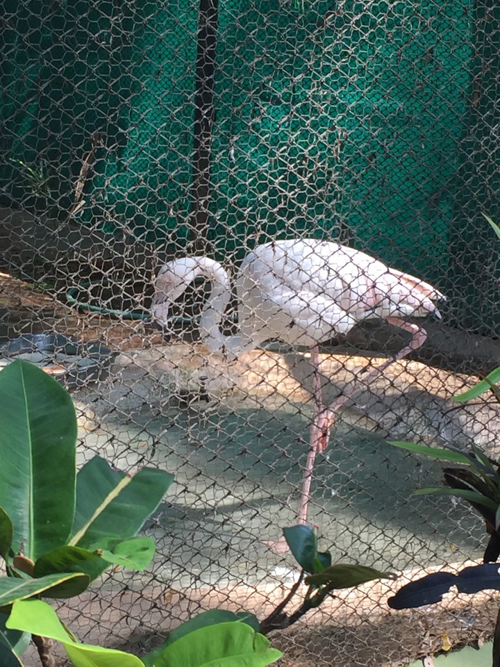bird