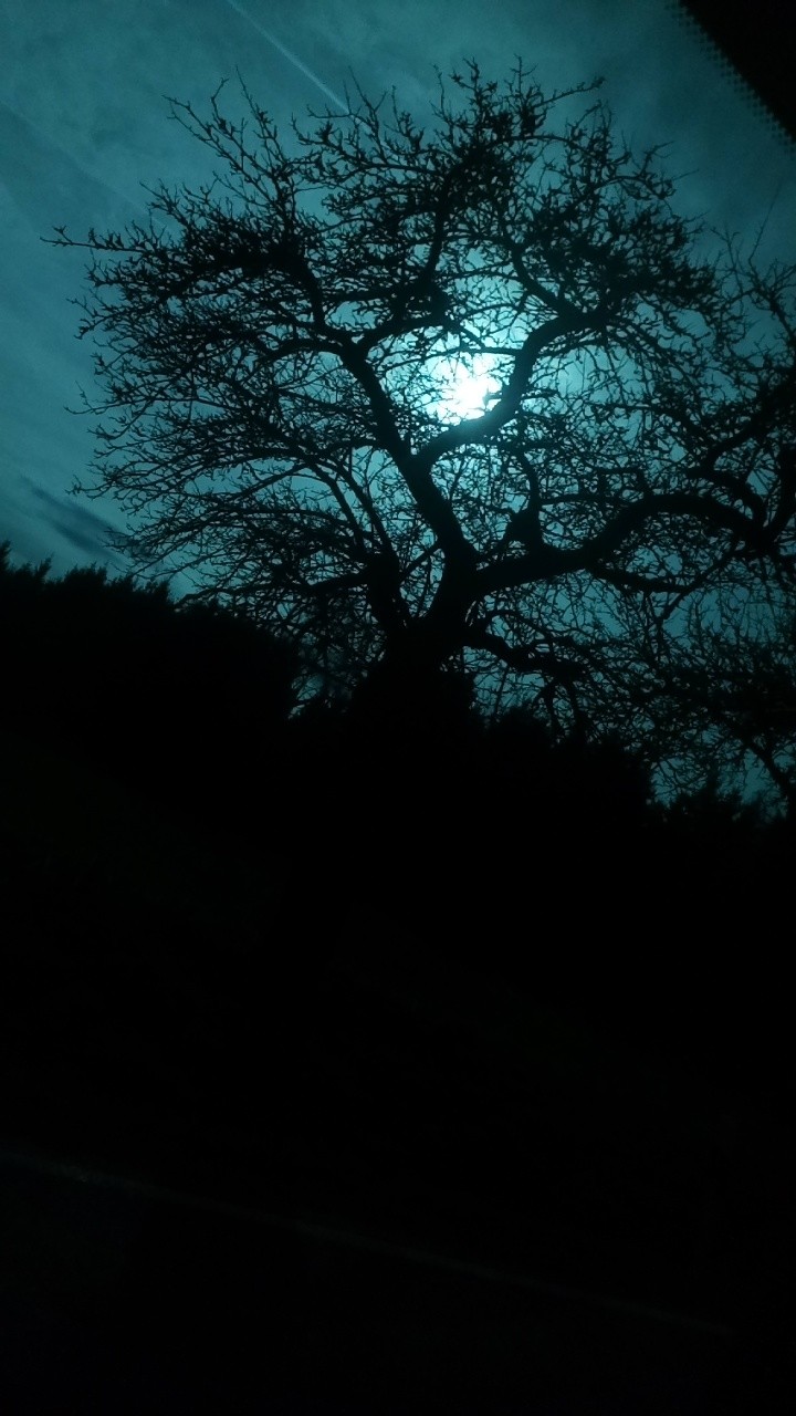 spooky tree