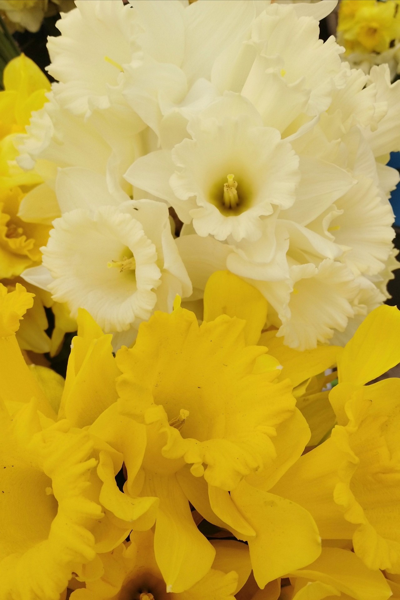 floristry, wildflower Hintergrundbilder