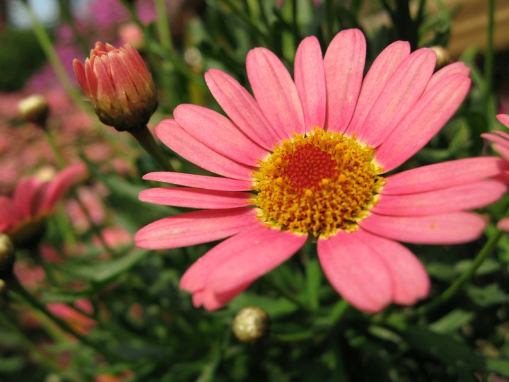 Vivid colour of the spring