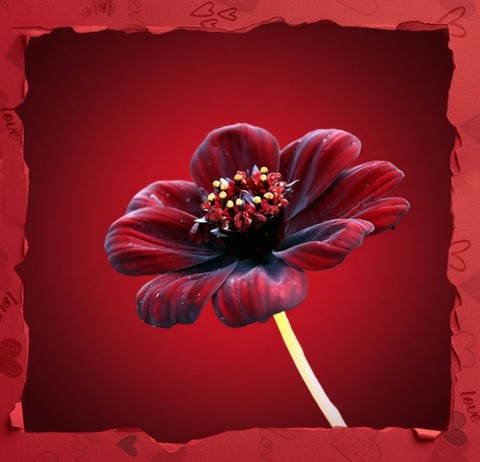 Red flower