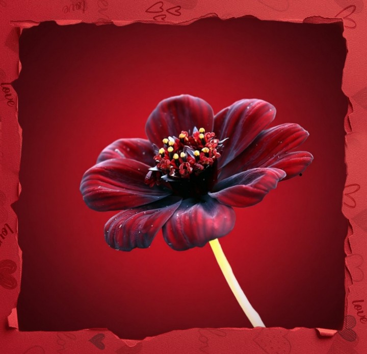 Red flower