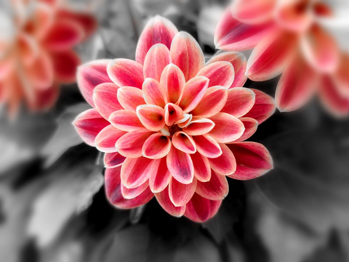 Flower with filters
