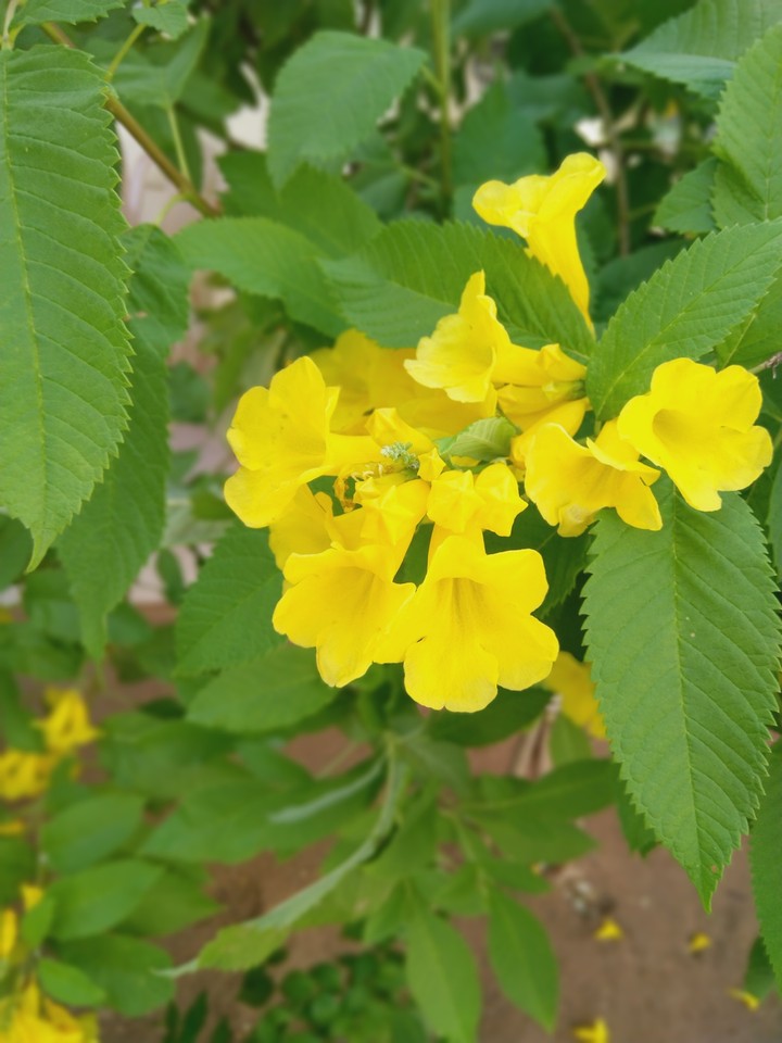 #yellow love