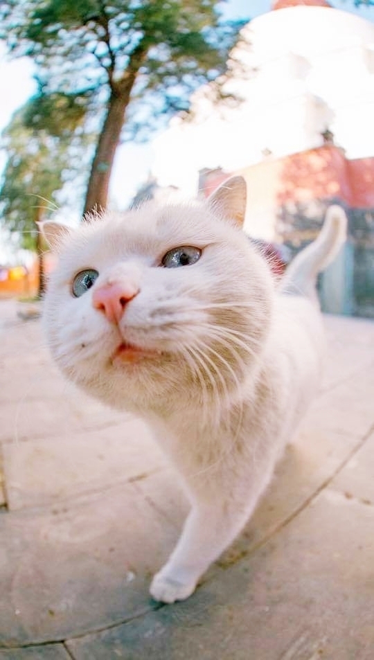CAT_sama