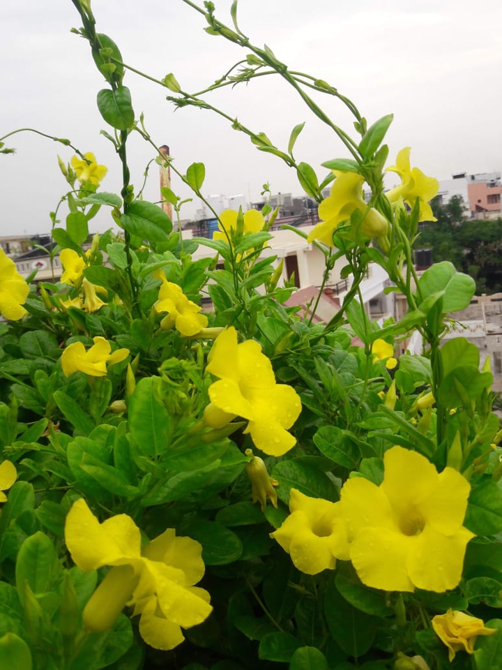 eyes delite flowers in summer
