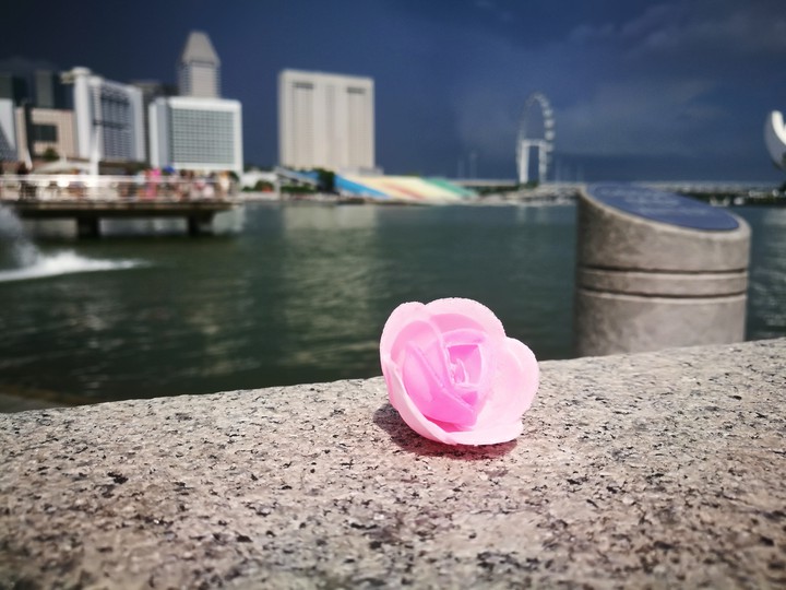 Pink flower by the bay