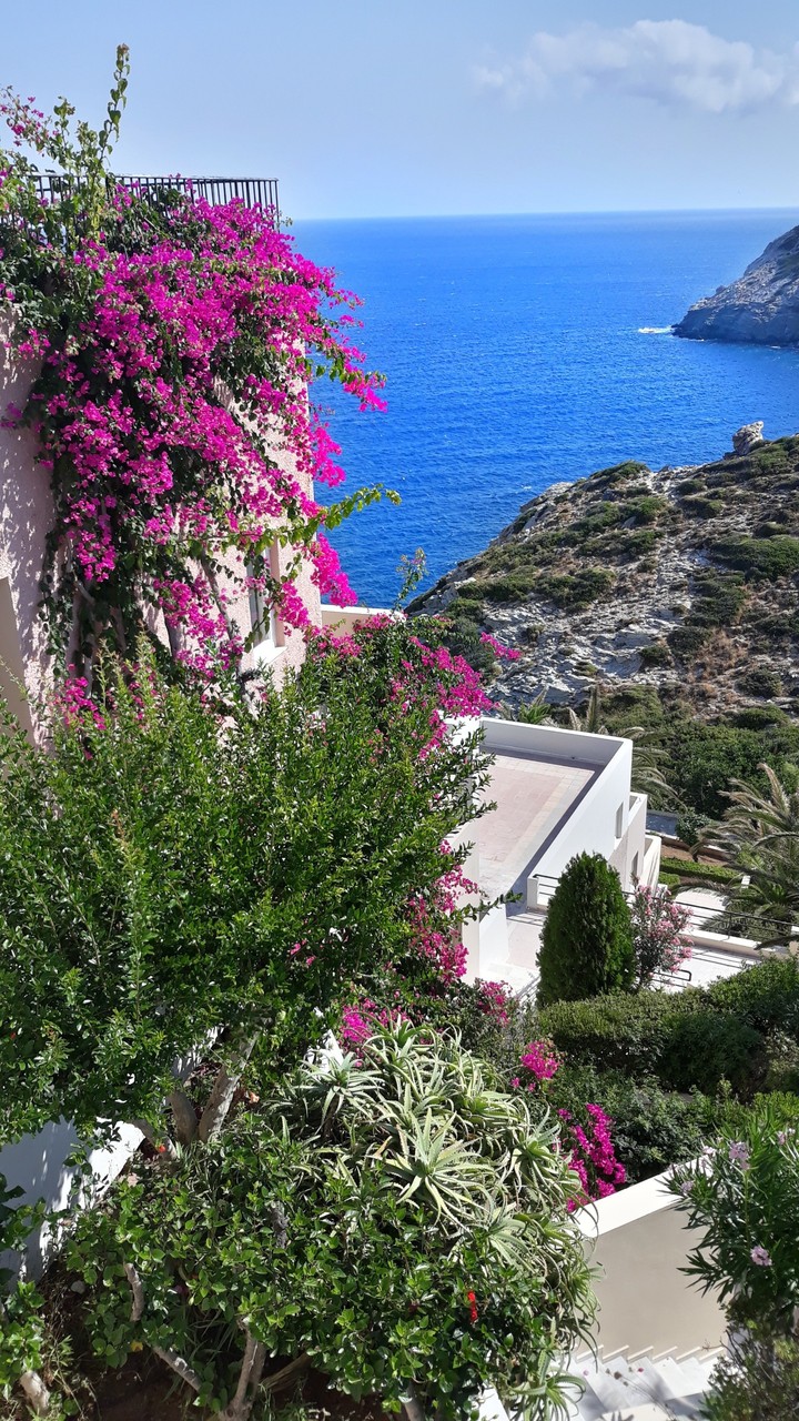 Fleurs en Crête