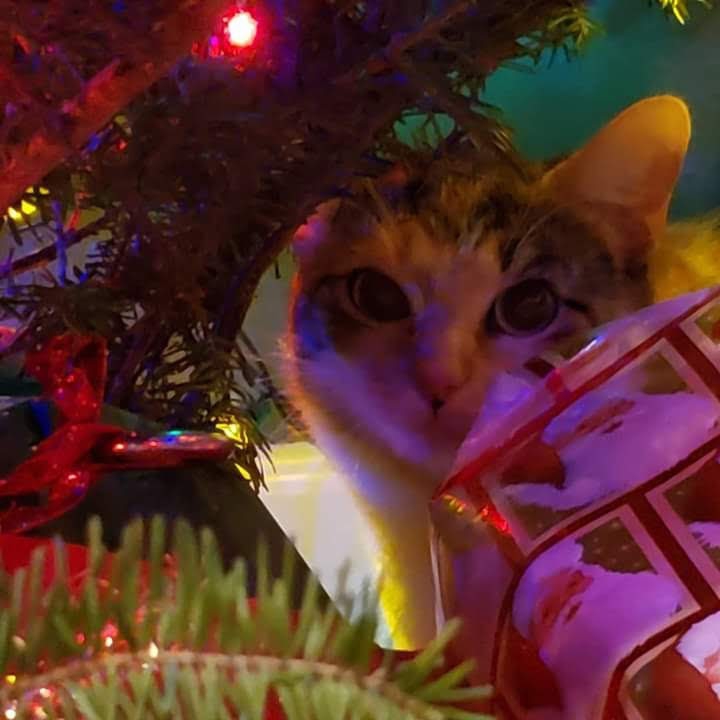 Christmas Kitty