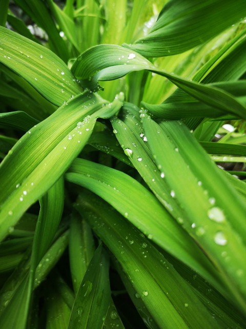 lawn