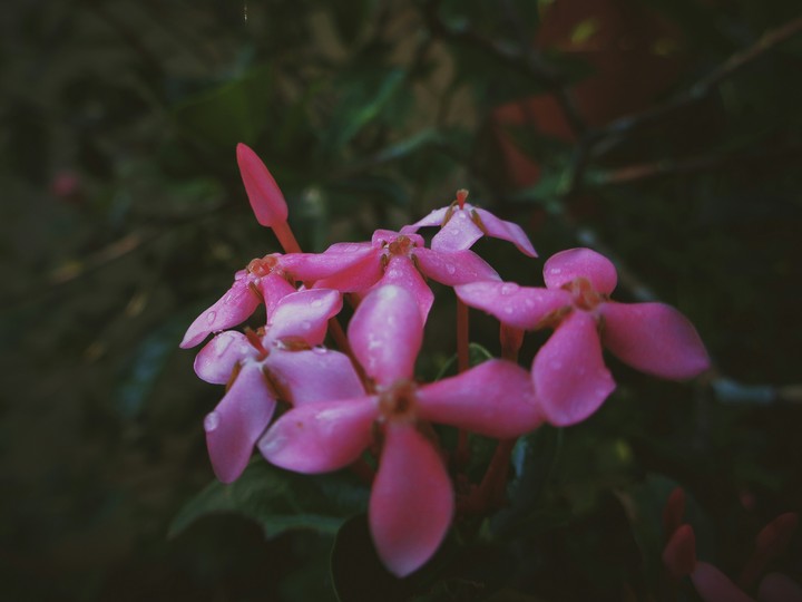 flowers