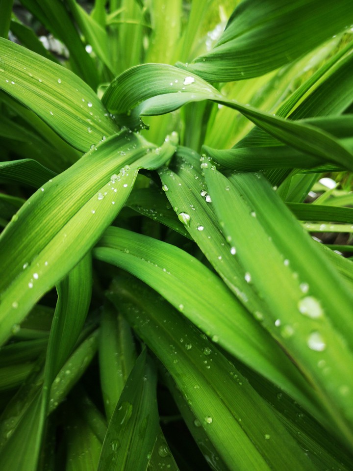 lawn